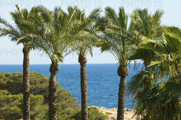 True date palm, date palm, common date palm, date (Phoenix dactylifera)