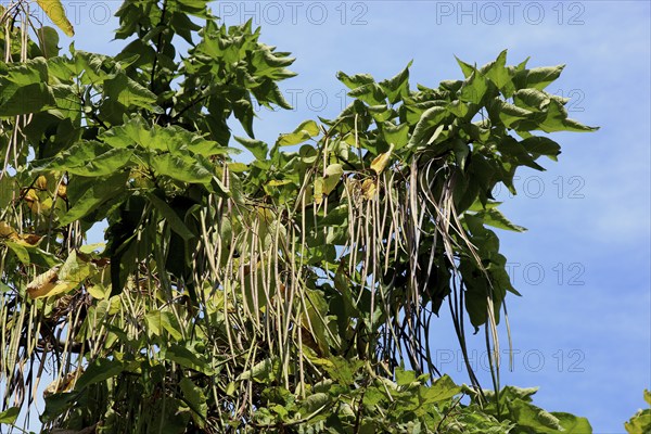 Southern Catalpa, Catalpa bignonioides, inflorescence