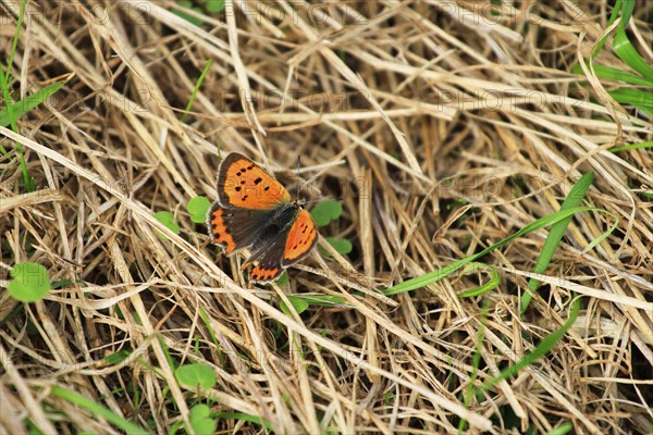 Small copper, September, Mecklenburg-Western Pomerania, Germany, Europe