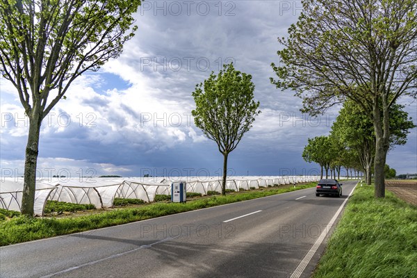 Agriculture, large areas with foil tunnel, for the cultivation of strawberries, south of Lövenich,