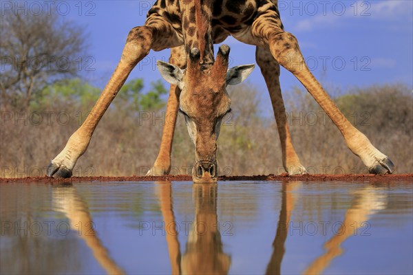 Southern giraffe (Giraffa camelopardalis giraffa), adult, portrait, drinking, at the water, Kruger