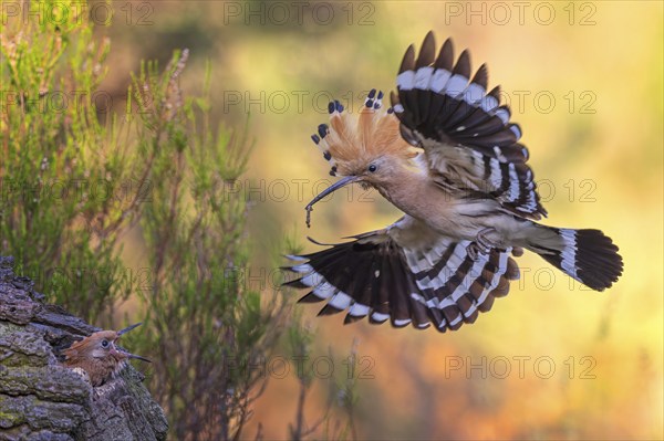 Hoopoe (Upupa epops) Bird of the Year 2022, approach with beetle larva as prey for the young bird