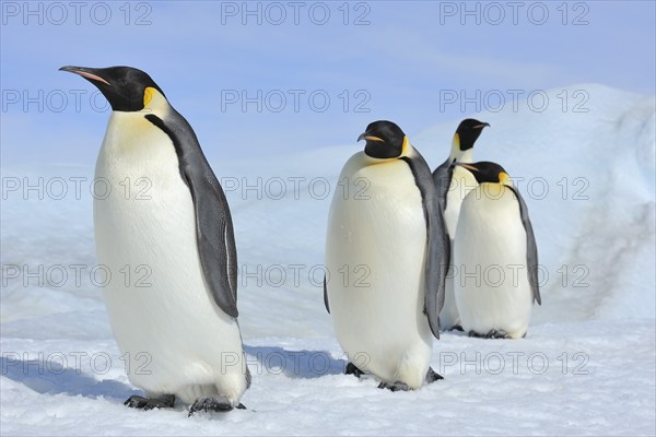 Emperor penguins (Aptenodytes forsteri), Group of Adult, Snow Hill Island, Antartic Peninsula,