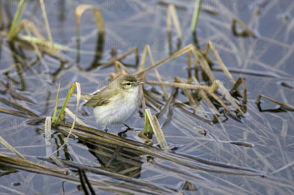 Willow Warbler looking for food, (Phylloscopus trochilus), songbird, Vardö, Varanger, Norway,