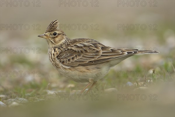 Eurasian skylark (Alauda arvensis) adult bird on grassland, Suffolk, England, United Kingdom,