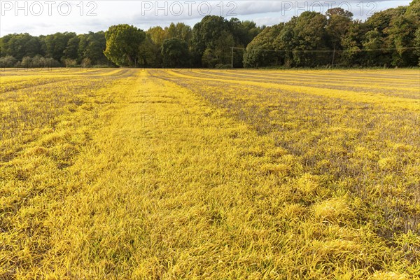 Lines of ridges and furrows yellow grass crossing field, Shottisham, Suffolk, England, UK