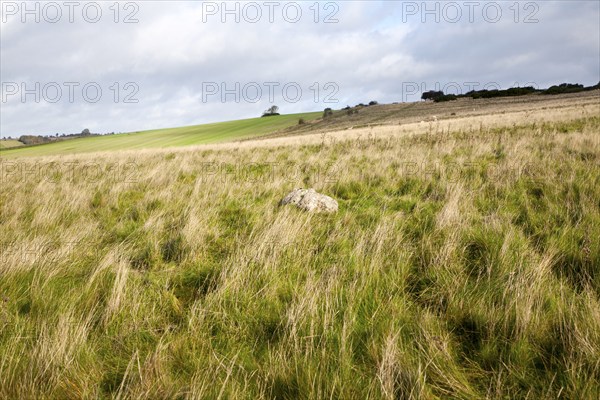 Fyfield Down national nature reserve, Marlborough Downs, Wiltshire, England, UK unimproved chalk