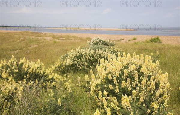 arboreus, yellow bush lupine (Lupinus) growing near North Weir Point mouth of the River Ore,