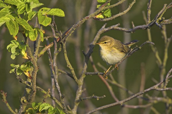 Willow warbler (Phylloscopus trochilus), Heligoland, Erpolzheim, Rhineland-Palatinate, Federal