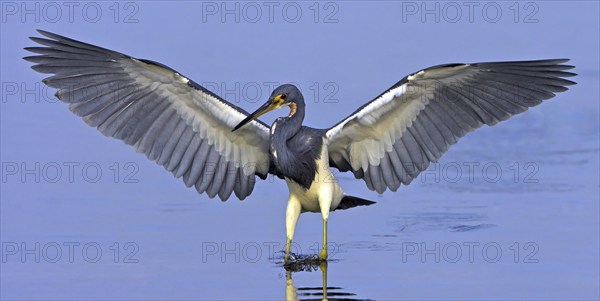 Tricolored heron (Egretta tricolor), foraging, J. N. Ding Darling National Wildlife Refuge, Sanibel
