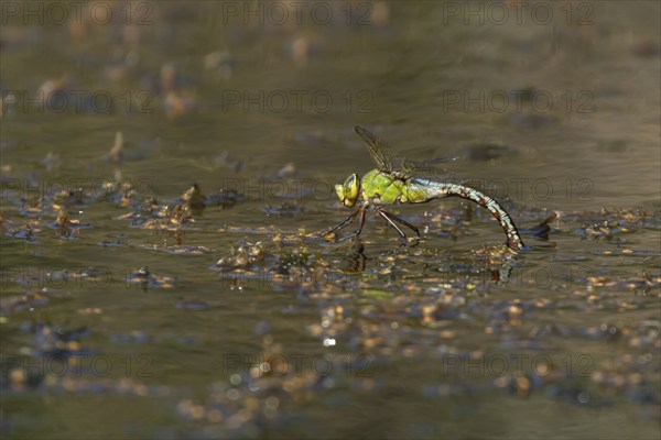 Emperor dragonfly (Anax imperator) adult female insect laying its eggs in the water of a pond,