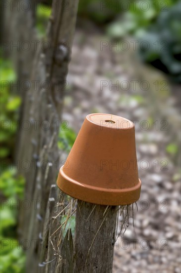 Nesting aid for earwigs, insects, flower pot with straw, North Rhine-Westphalia, Germany, Europe
