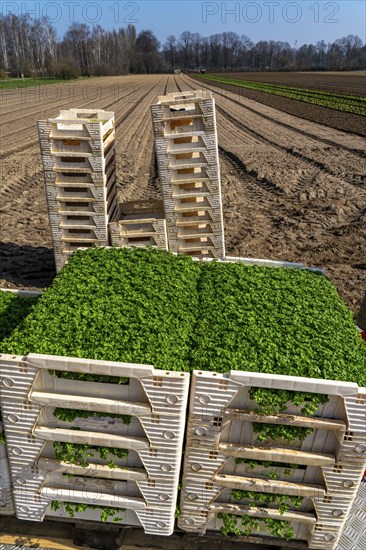 Agriculture, herb gardening, parsley plants, in a field, with a planting machine, in rows, planted,
