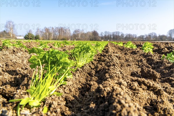 Agriculture, herb gardening, parsley plants, in a field, with a planting machine, planted in rows