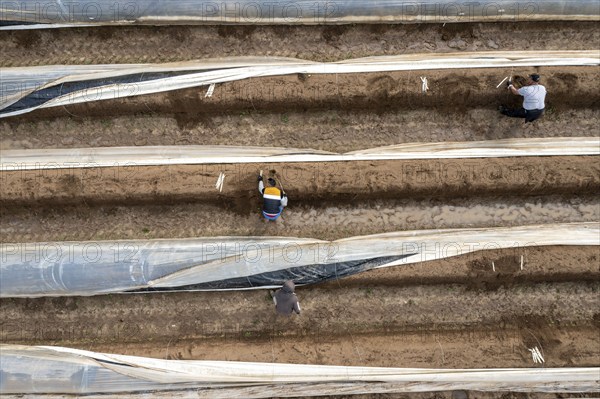 Asparagus harvest in the Rhineland, asparagus pickers at work in an asparagus field covered with