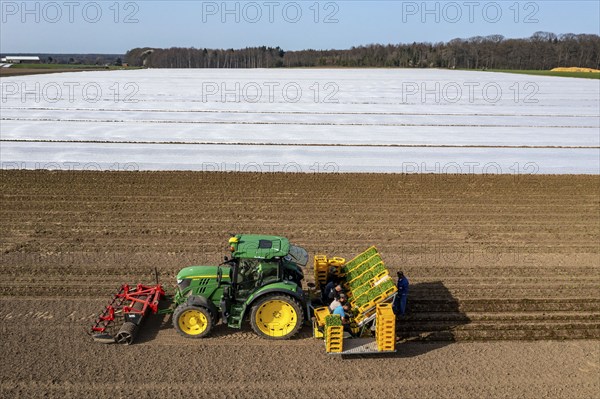 Vegetable cultivation, celery plants are planted in the field with a planting machine,