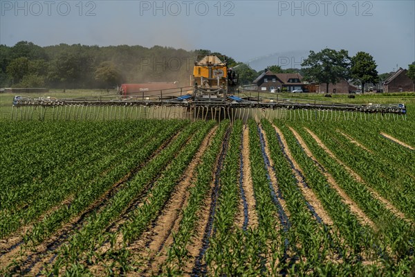 A maize field, with young plants, is fertilised with liquid manure, self-propelled slurry tanker,