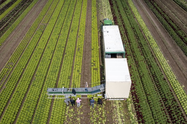 Harvesting Lollo Bianco lettuce, harvest workers cut off the lettuce heads, clean them and put them