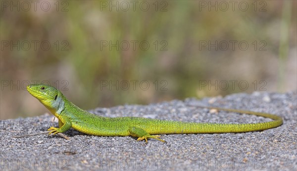 Balkan green lizard (Lacerta trilineata), lizard, lizard, reptile, (Lacerta bilineata), Lesbos,