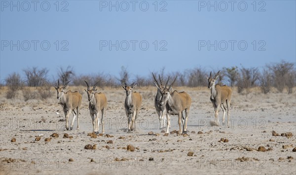Small herd of common eland (Taurotragus oryx), Etosha National Park, Namibia, Africa