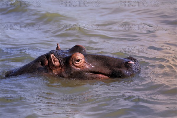 Hippopotamus (Hippopatamus amphibius), adult, in water, resting, portrait, Saint Lucia Estuary,