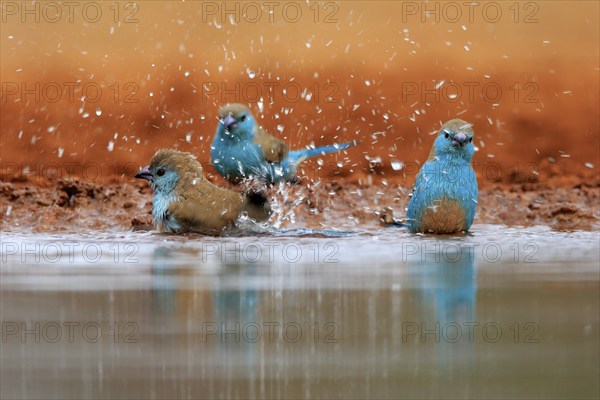 Blue-winged Oriole (Uraeginthus angolensis), Angola Butterfly Finch, adult, three birds, at the