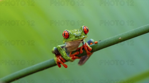 Red-eyed tree frog (Agalychnis callidryas), sitting on a stem, Heredia province, Costa Rica,