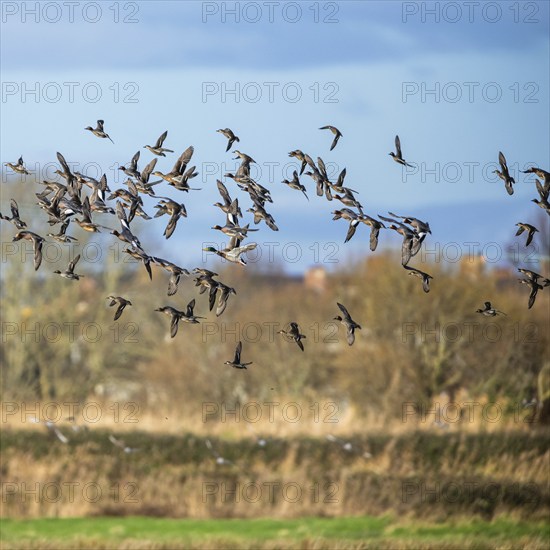 Eurasian Wigeon, (Mareca penelope) birds in flight over marshes