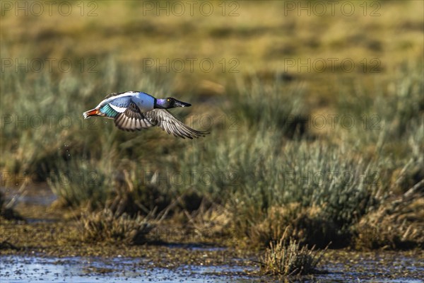 Northern Shoveler, Spatula clypeata, male in flight over marshes at winter