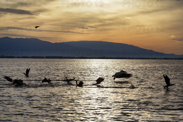 Dalmatian pelican (Pelecanus crispus) and cormorants at Lake Kerkini, Lake Kerkini, morning mood,