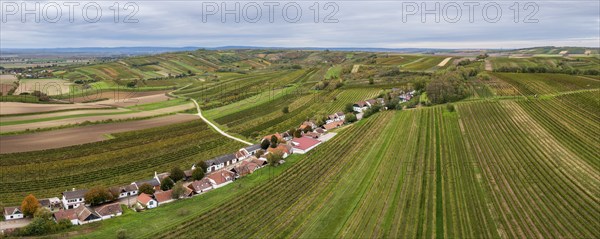 Aerial view, autumn landscape with vineyards, cellar lane, Alberndorf, Pulkautal, Weinviertel,