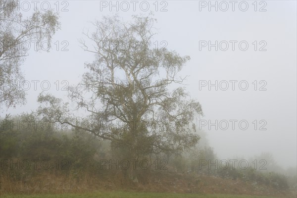 Foggy landscape, birch trees (Betula) and broom (Genista) with spider webs, North Rhine-Westphalia,