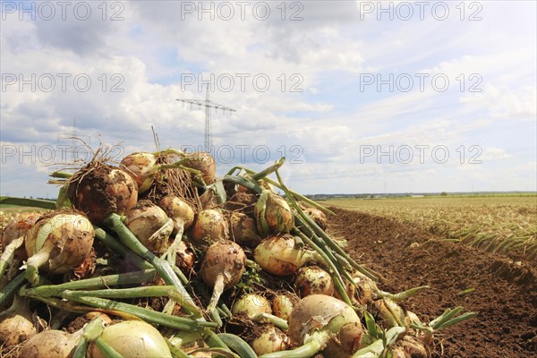 Agriculture onion harvest, the harvested onions lie in piles