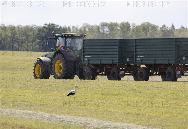 Muencheberg, DEU, 02/06/2020, Forage harvest on the Jahnsfeld organic farm. A stork foraging for