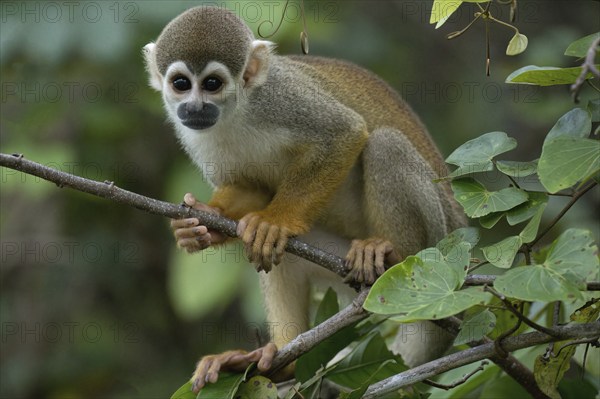 Golden-backed squirrel monkey, Saimiri ustus, Amazon basin, Brazil, South America