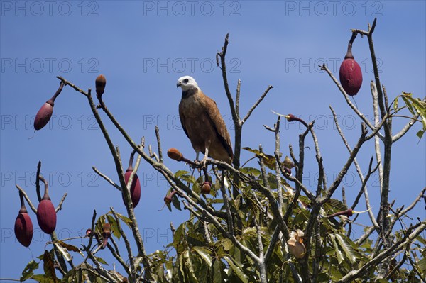 Black collared Hawk, Busarellus nigricollis, in a kapok tree, Chorisia speciosa, Amazon Basin,
