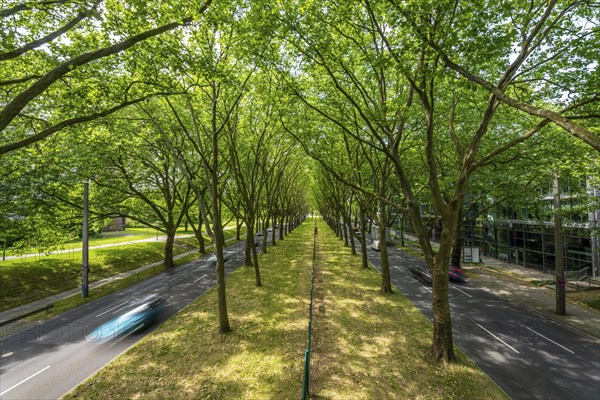 The B1, Rheinlanddamm Straße in Dortmund, an avenue of plane trees, two-way traffic in both