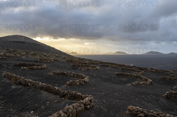 Grapevines growing in black volcanic soil in protected enclosed pits, La Geria, Lanzarote, Canary