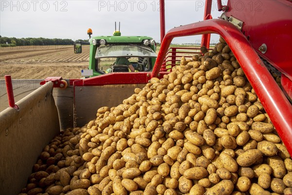 Agriculture harvesting of table potatoes in Mutterstadt, Palatinate