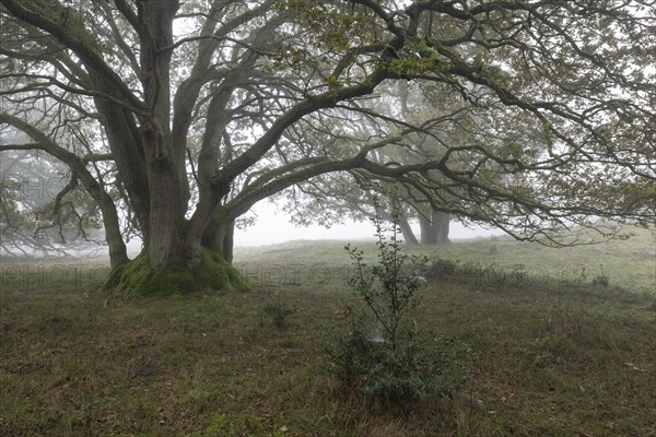 English oak (Quercus robur) and holly (Ilex aquifolius) in the fog, Emsland, Lower Saxony, Germany,