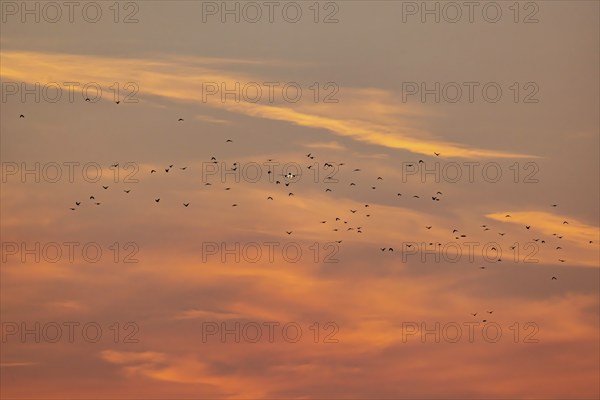 Aircraft approaching Zurich Airport. Sunset with flock of birds. Zurich, Switzerland, Europe