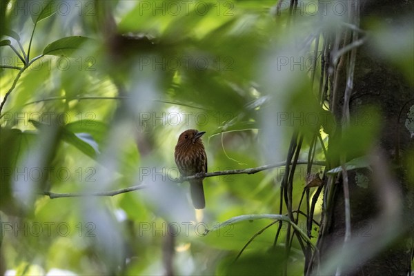 White-tailed Puffbird (Malacoptila panamensis) sitting on a branch, tropical rainforest, Corcovado