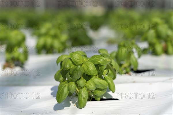 Agriculture, herb nursery, basil seedlings, growing in a greenhouse