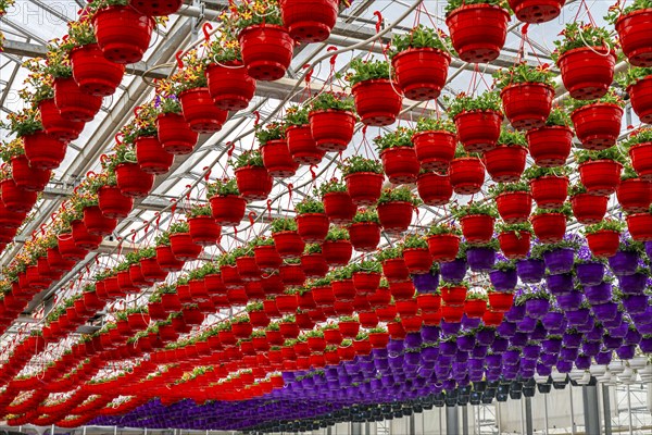 Horticultural business, flower pots, so-called petunia ampel, grow in a greenhouse, under the glass