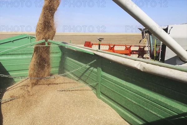 Grain harvest with combine harvester, the grain is unloaded
