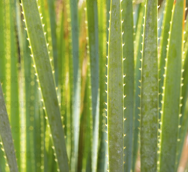 Smooth sotol or Desert Candle (Dasylirion leiophyllum), close-up of leaves with sharp edges and