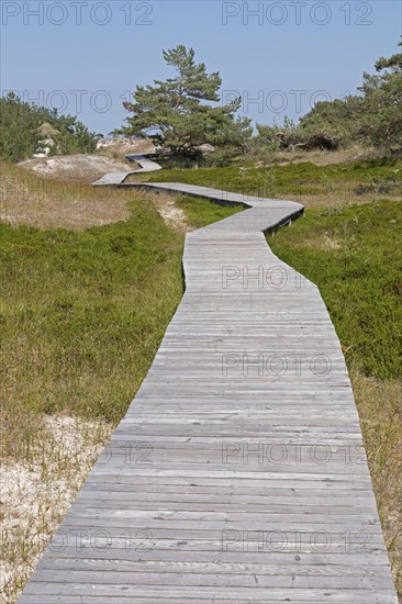 Wooden footbridge, trees, pine trees, circular hiking trail, nature reserve, Darßer Ort, Born a.