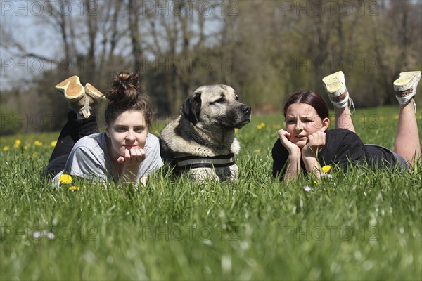 Kangal, Anatolian guard dog, lying with two girls in a dandelion (Taraxacum) Allgäu, Bavaria,