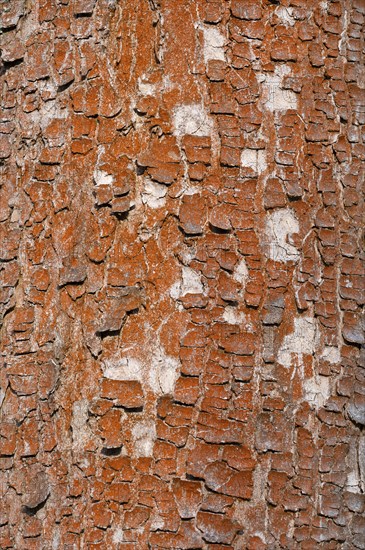 Tree with red bark, bark, green algae (Trentepohlia aurea), Thuringia, Germany, Europe