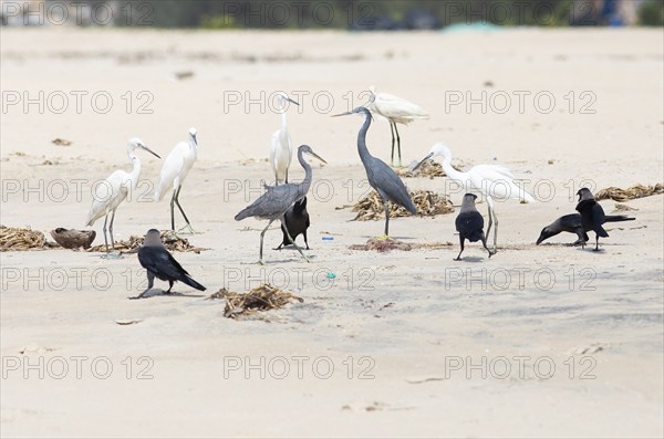 Great egret (Ardea alba, syn.: Casmerodius albus, Egretta alba), Western reef heron (Egretta